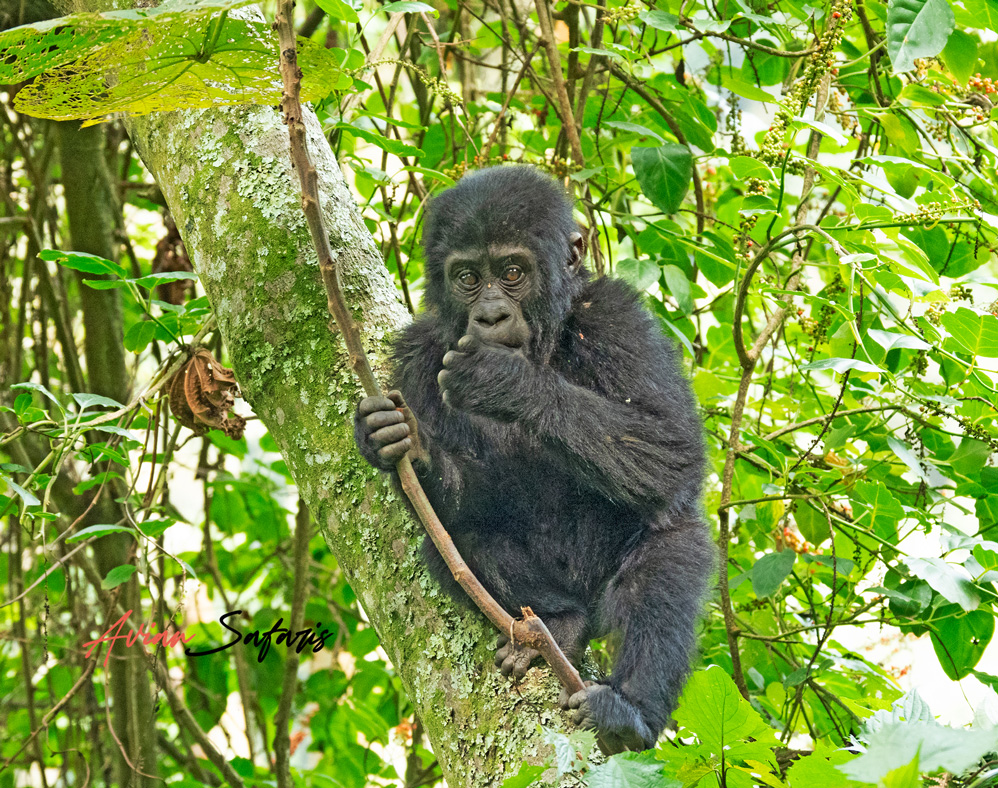 Uganda Gorilla Permit